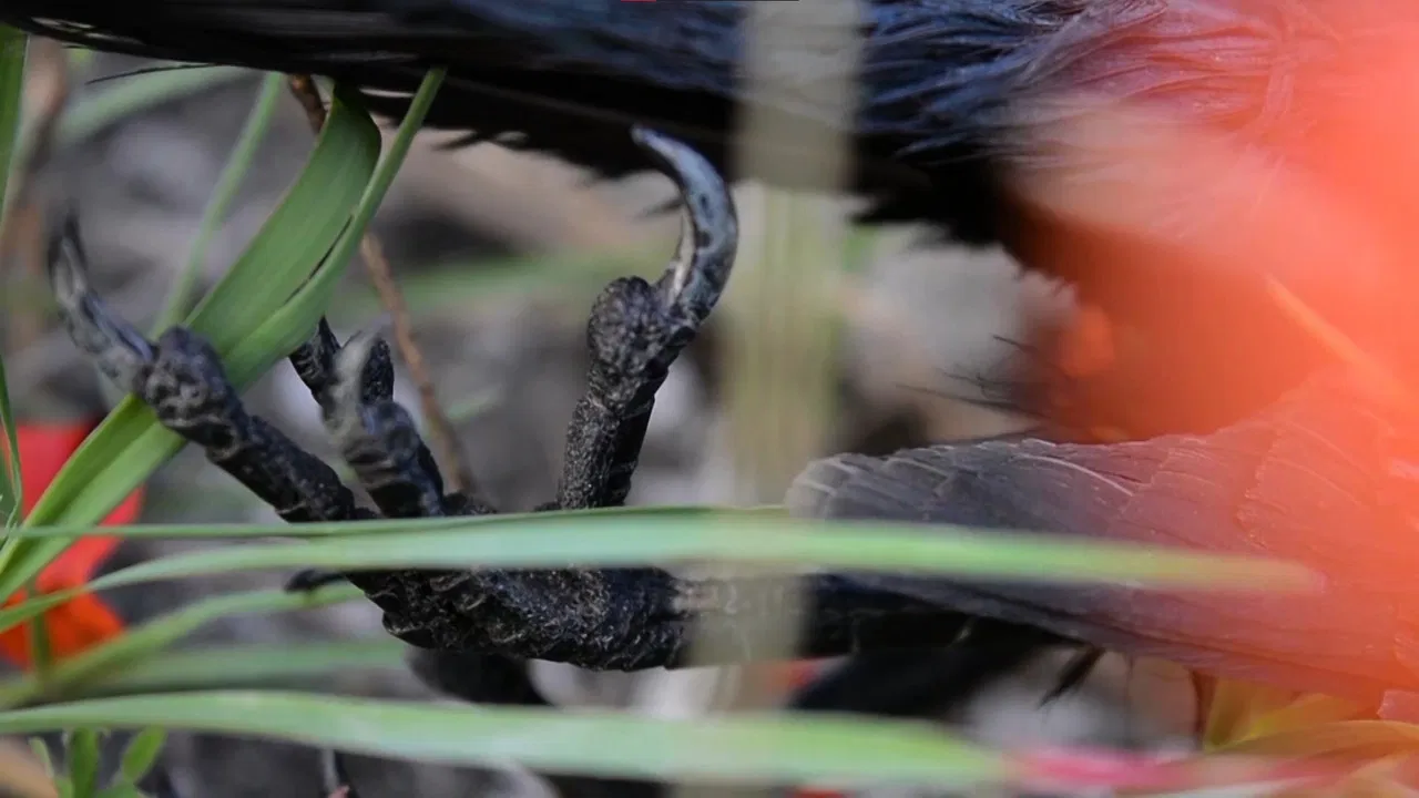 Cadaverous Sonneteer backdrop