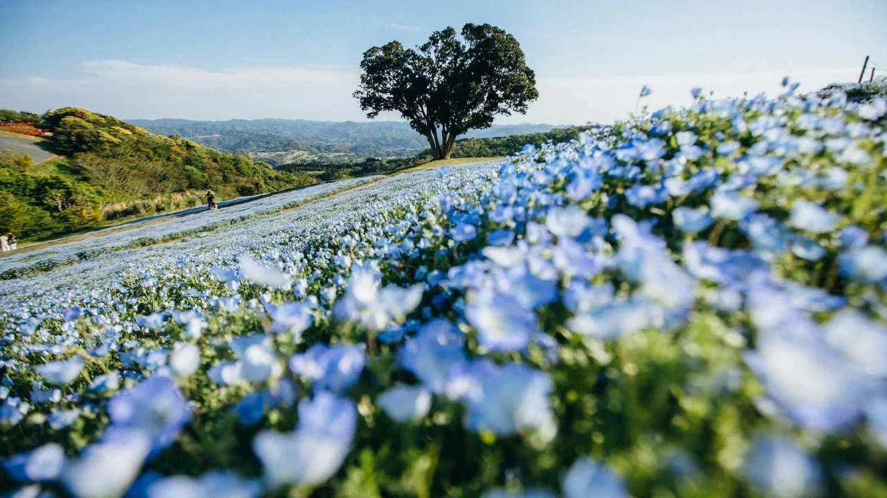 Le lin, ce trésor français backdrop