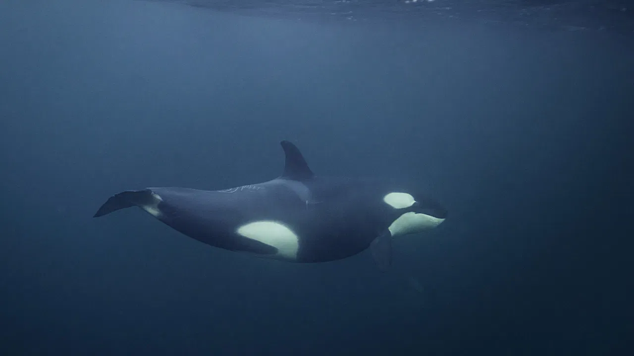 NORWAY´S MAGICAL FJORDS backdrop