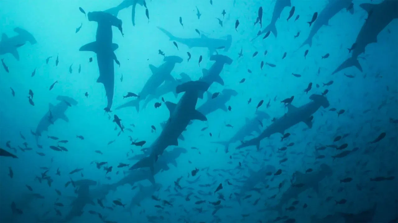 Migrations: The Big Swim backdrop