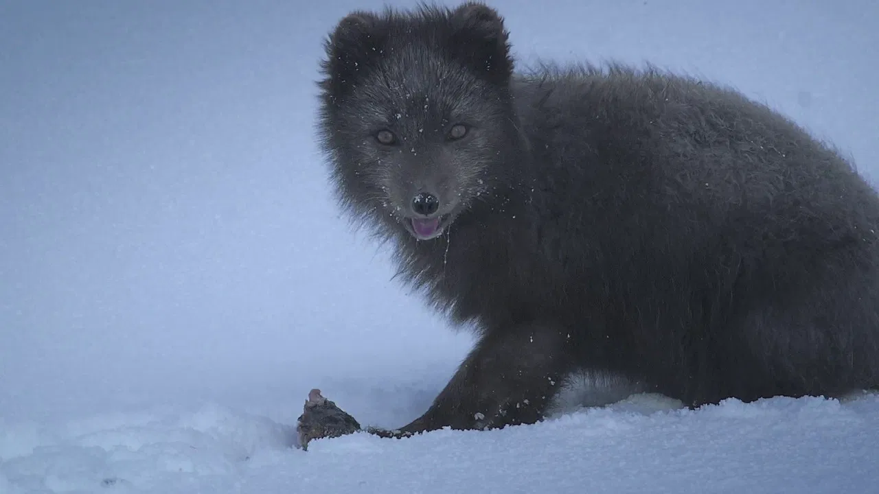The Arctic Fox: Still Surviving backdrop