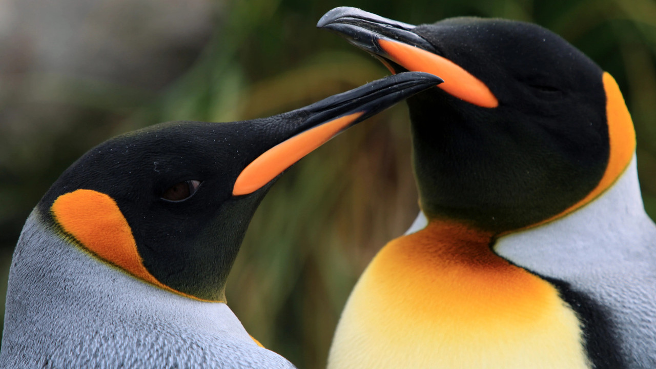 The Penguin King backdrop