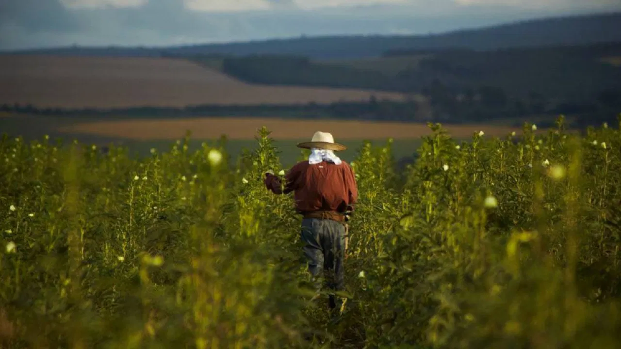 O Plantador de Quiabos backdrop