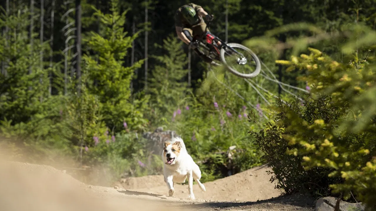 A Dog's Tale backdrop