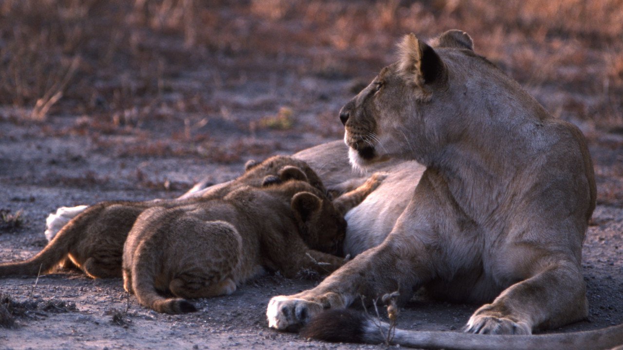 Brutal Killers backdrop