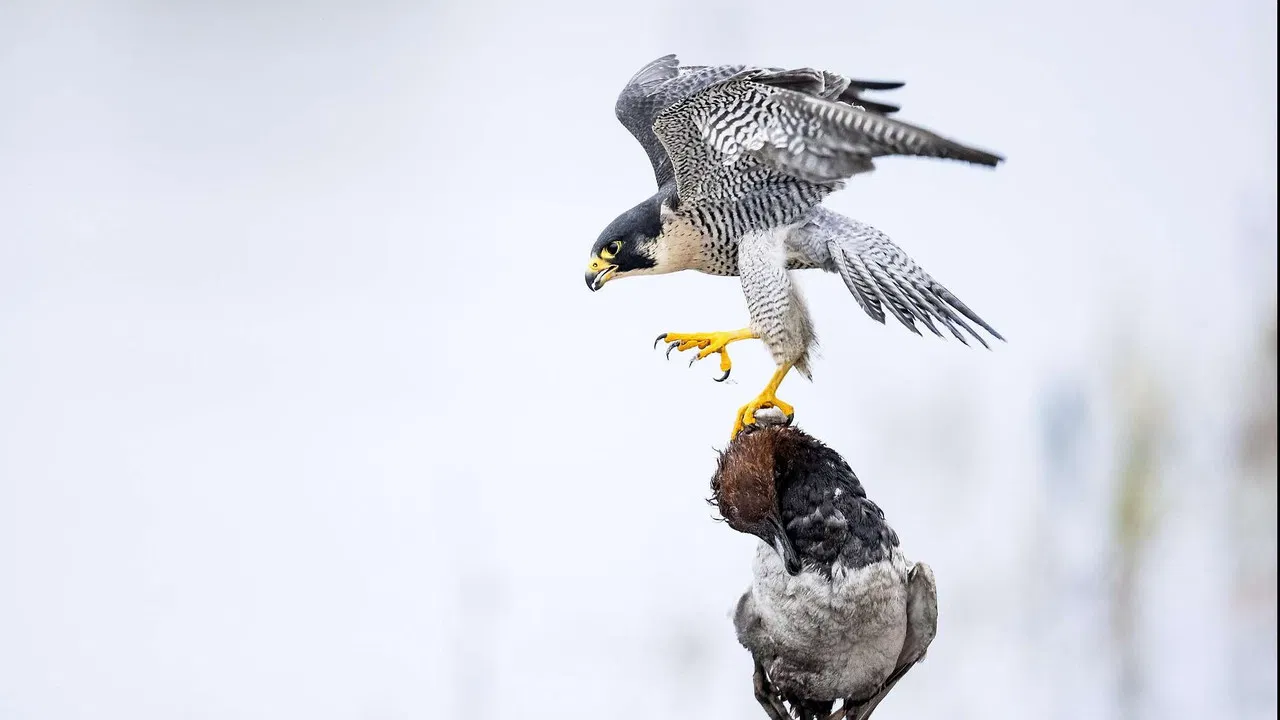 Das Alpenrheintal – Wo sich die Natur neu erfindet backdrop