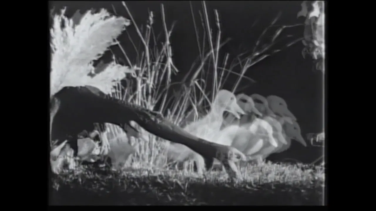 Night on the Riverbank backdrop