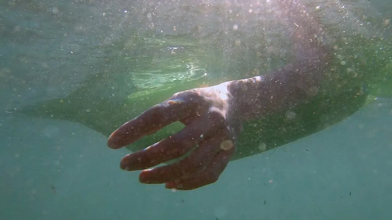 Depredadores sobre el mar backdrop