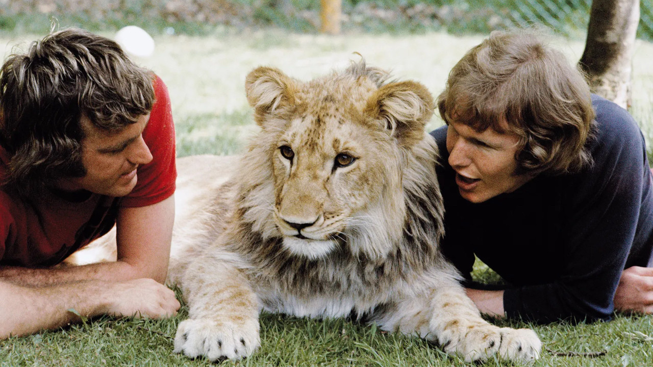 A Lion Called Christian backdrop