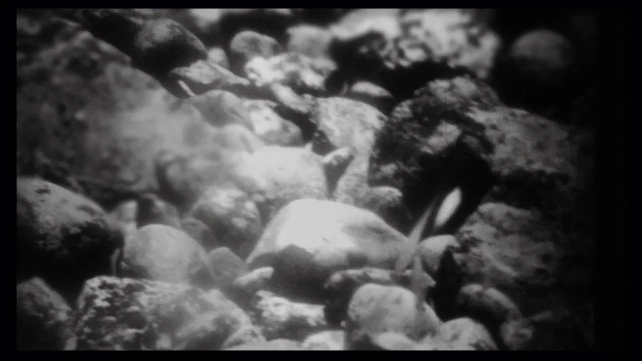 Mud and Dawn backdrop