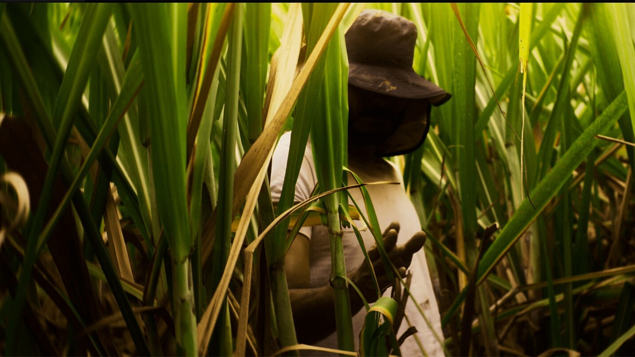 El Silbido del Cañaduzal backdrop