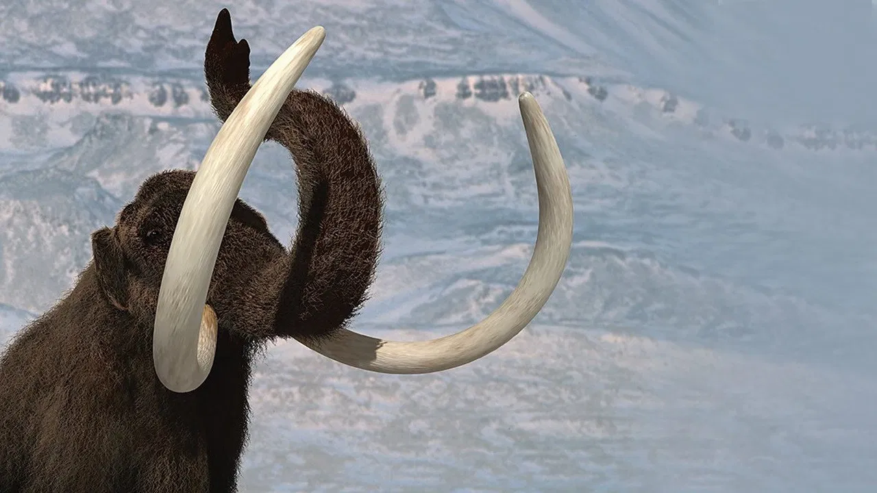 Wild New World backdrop