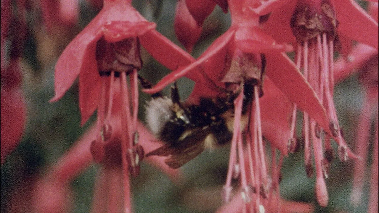 The Quiet Land backdrop