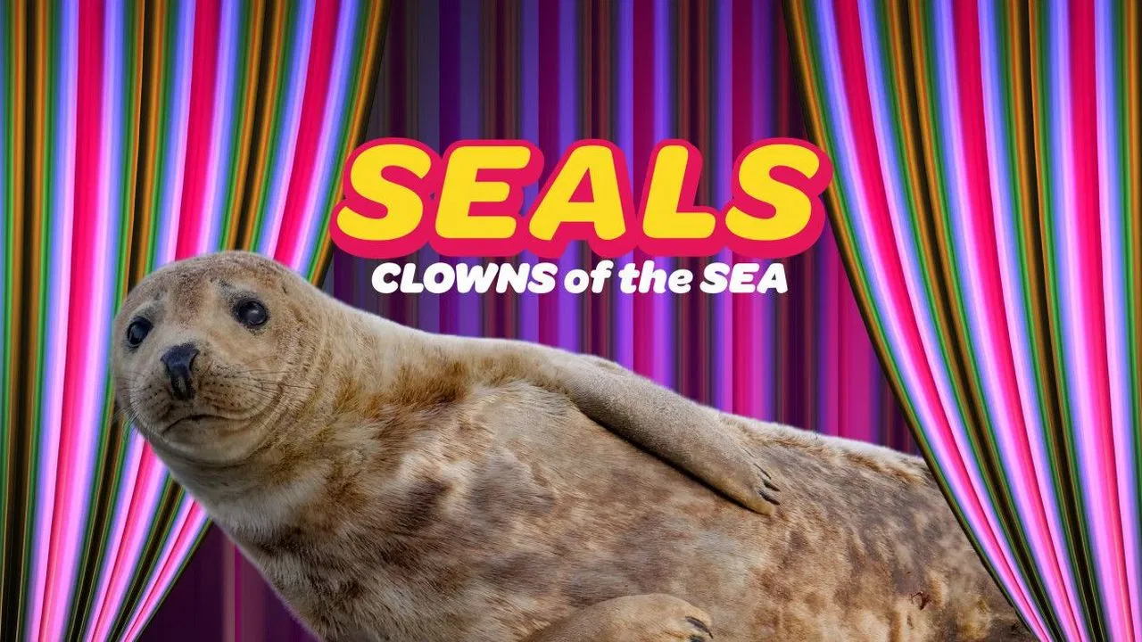 Seals - Clowns of the Sea backdrop