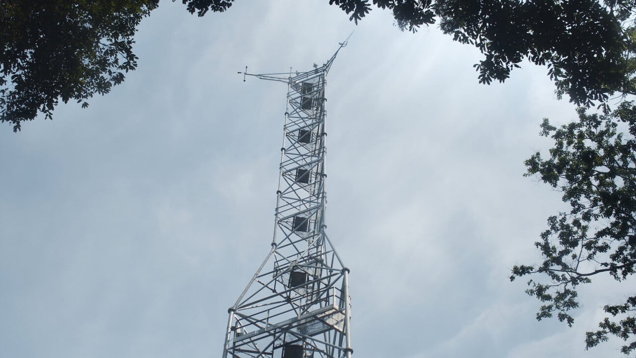 The Tree of Authenticity backdrop