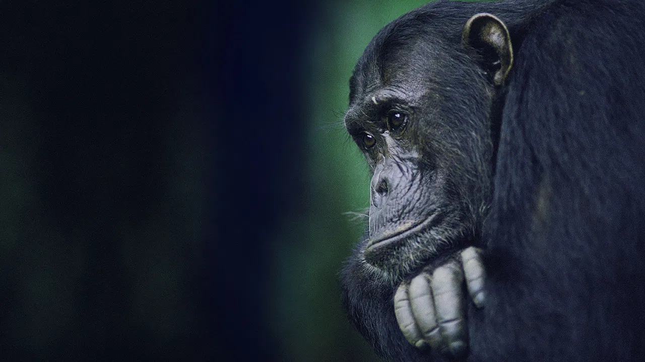 Kingdom of the Apes: Battle Lines backdrop