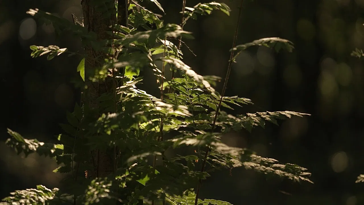 Kankles: Redefining Tradition backdrop