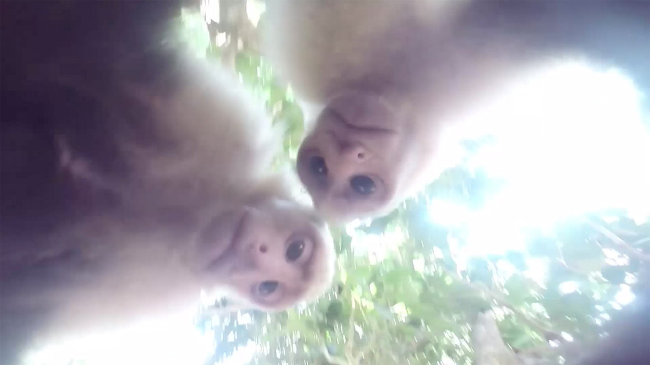 Animal Cinema backdrop