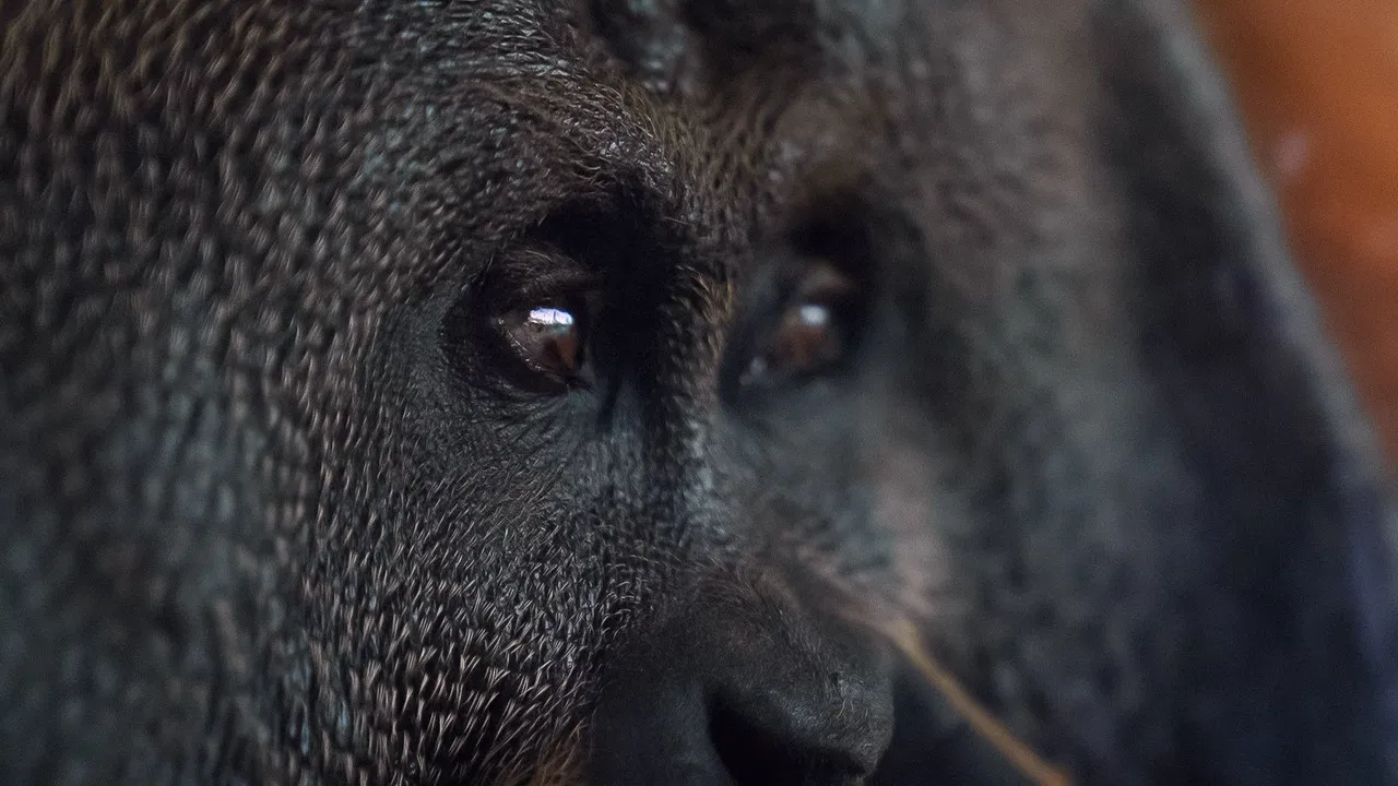 Orang. Utan. backdrop