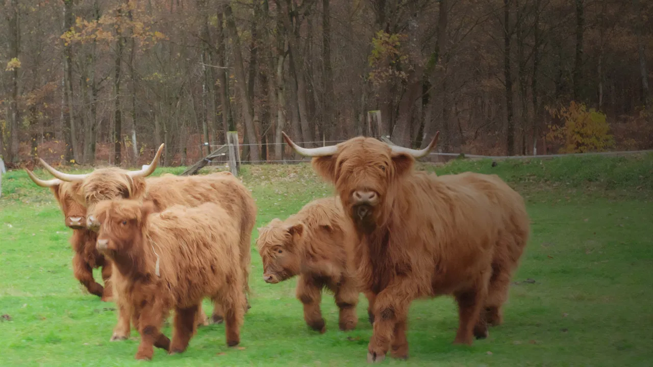 Der Pfälzerwald rund ums Jahr backdrop