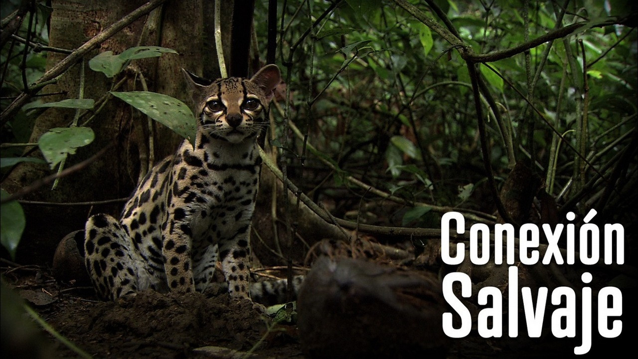 Wild Connection backdrop