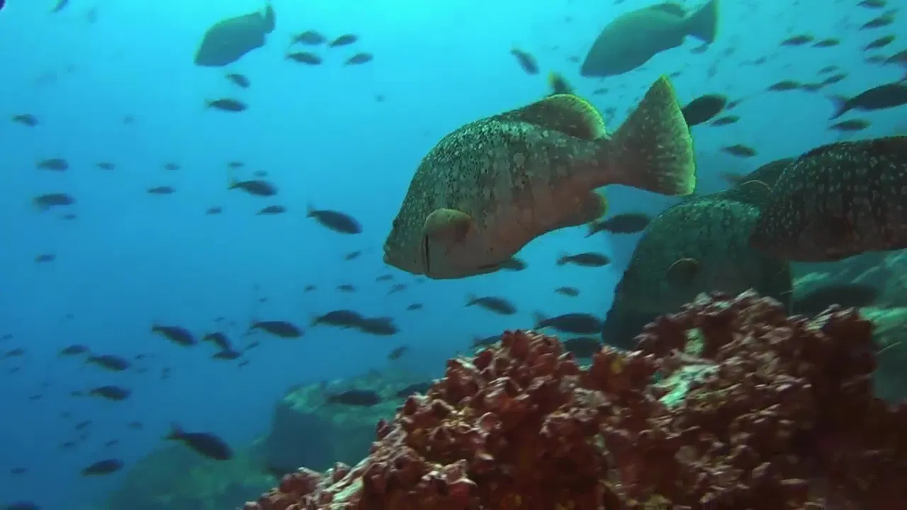 Ocean Predators backdrop