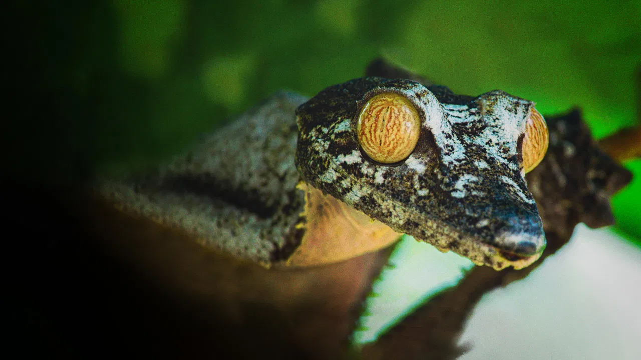 Madagascar's Weirdest backdrop