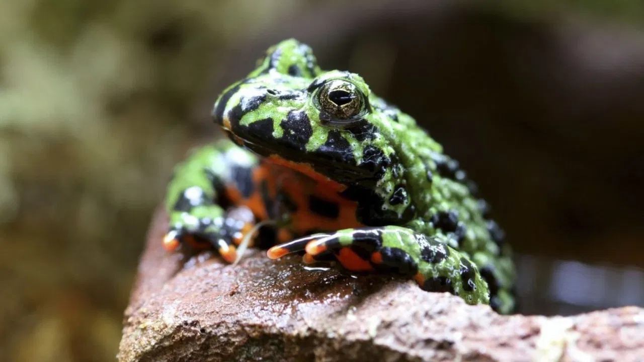 Ultimate Animal Countdown backdrop