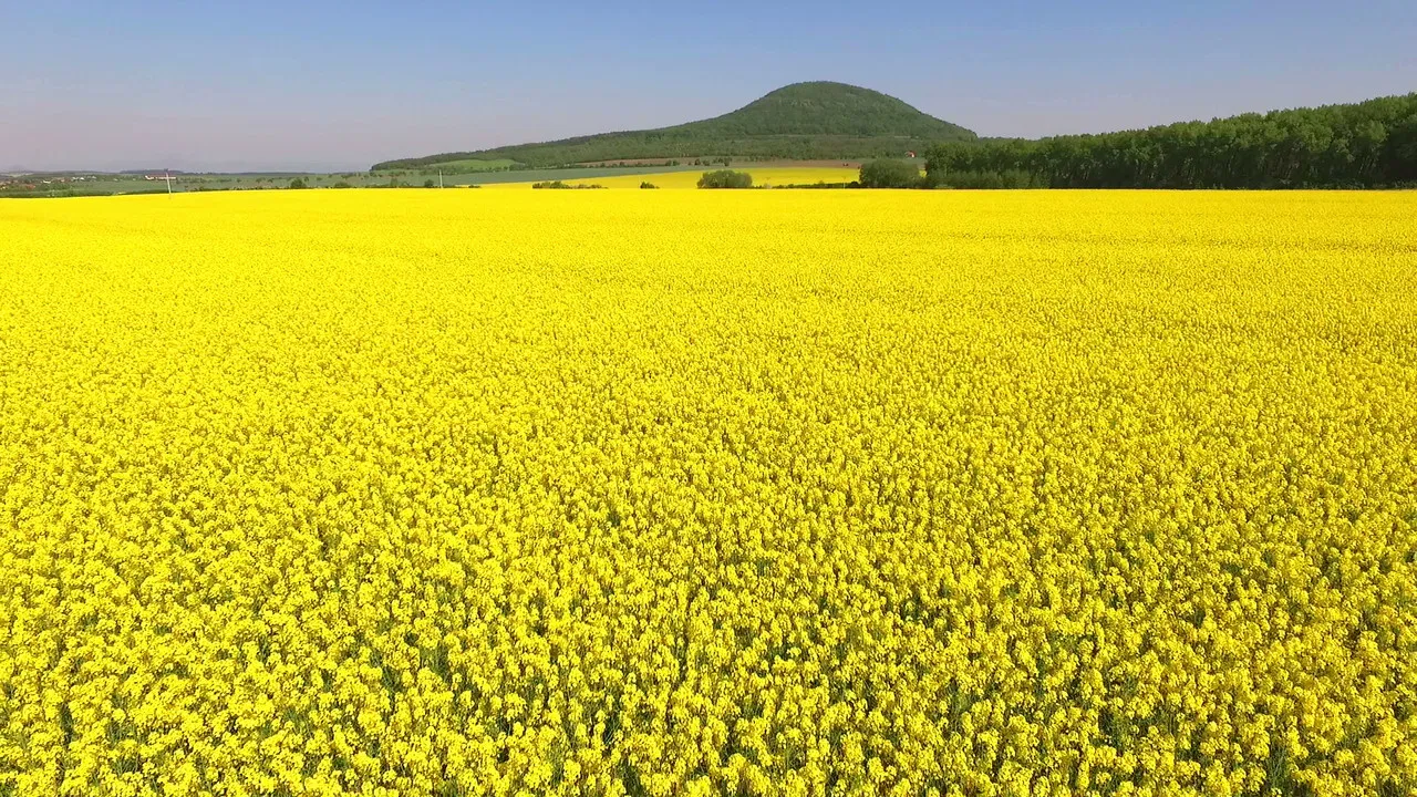 Selský rozum backdrop