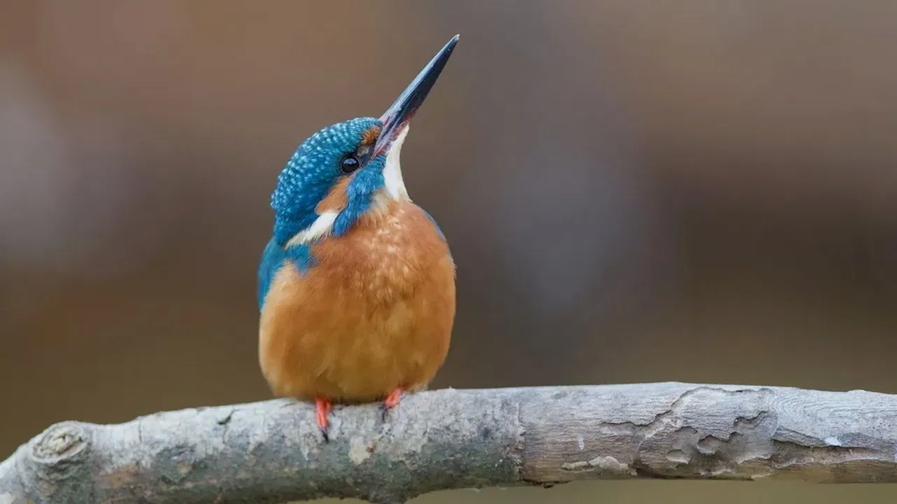 El riu renascut backdrop