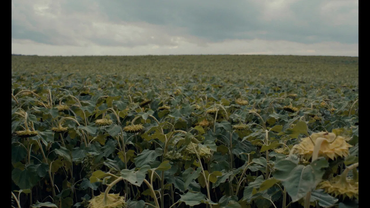 les grillons. backdrop