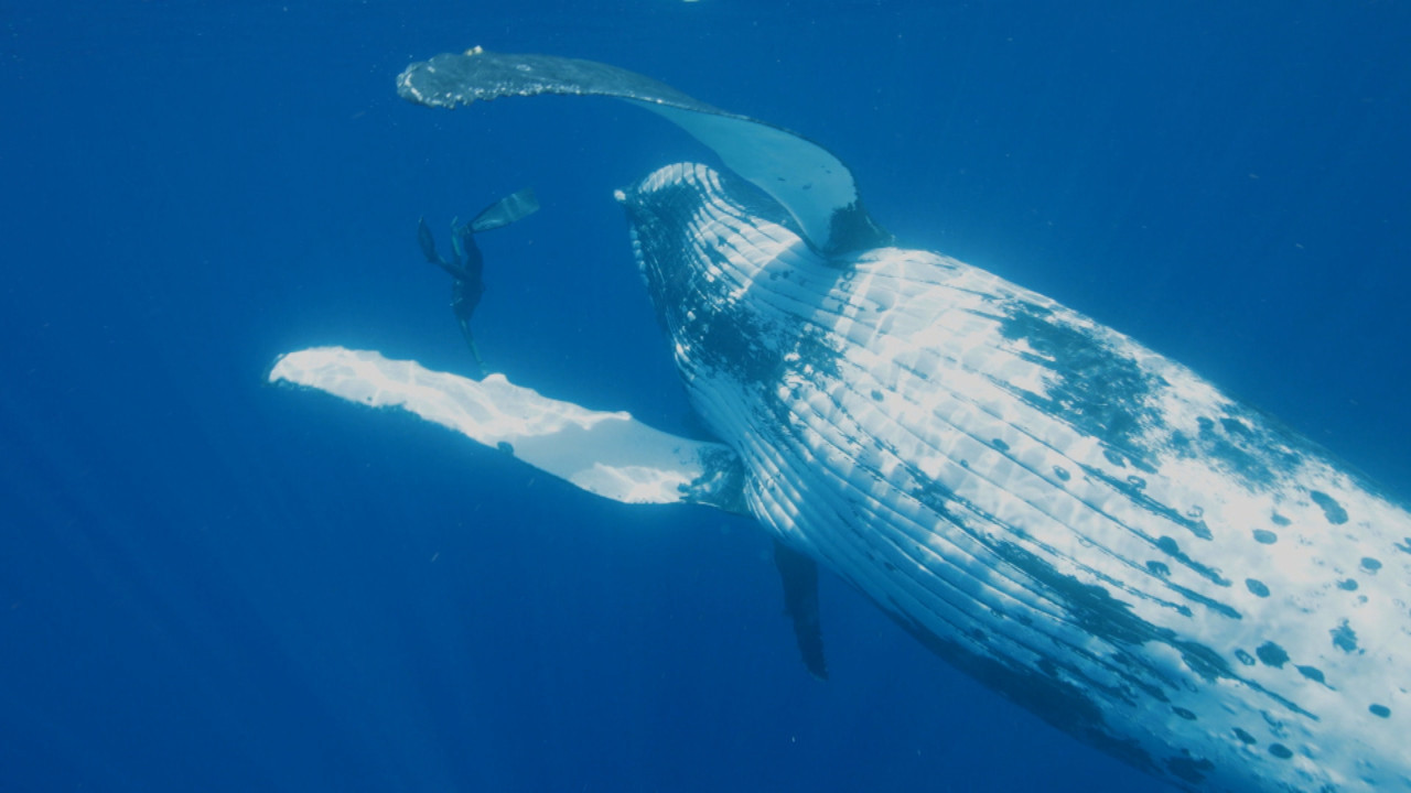 Guillaume Néry, le souffle de l'océan backdrop