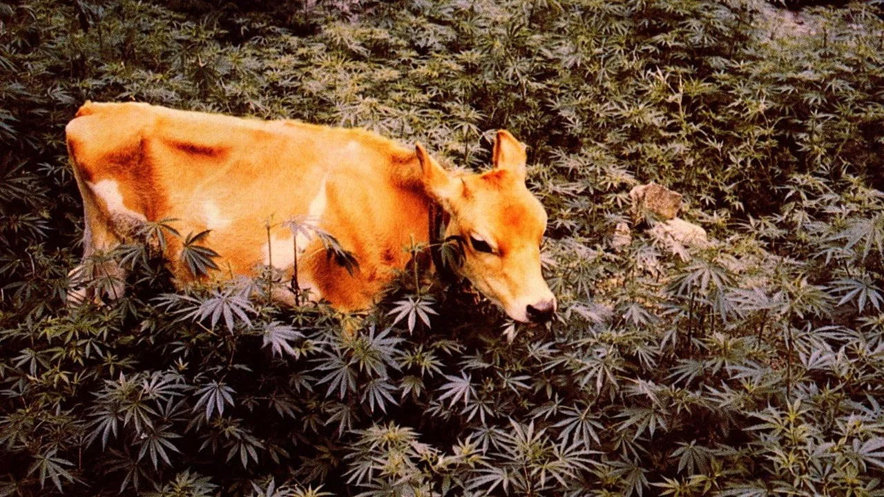 Forbidden Grass backdrop