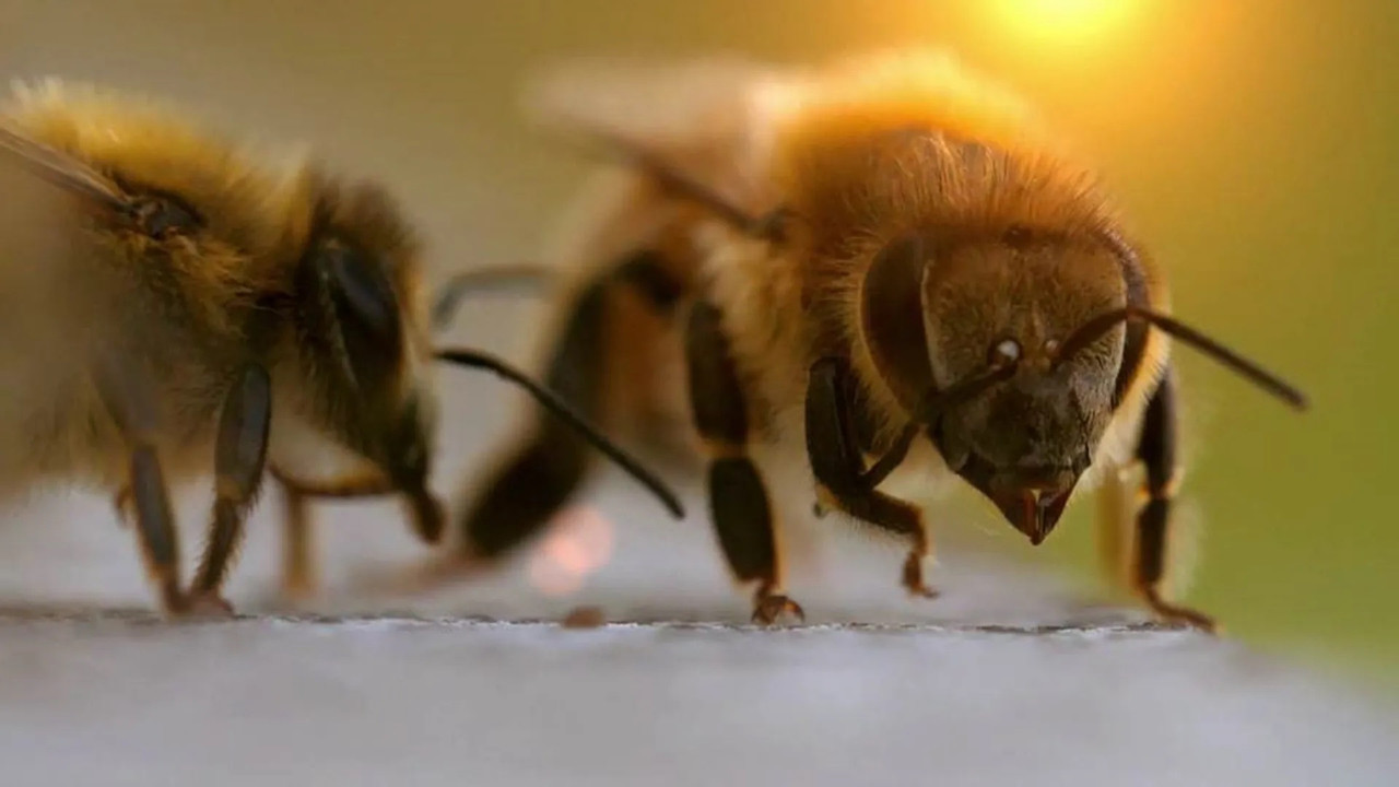 The Bee Whisperers backdrop