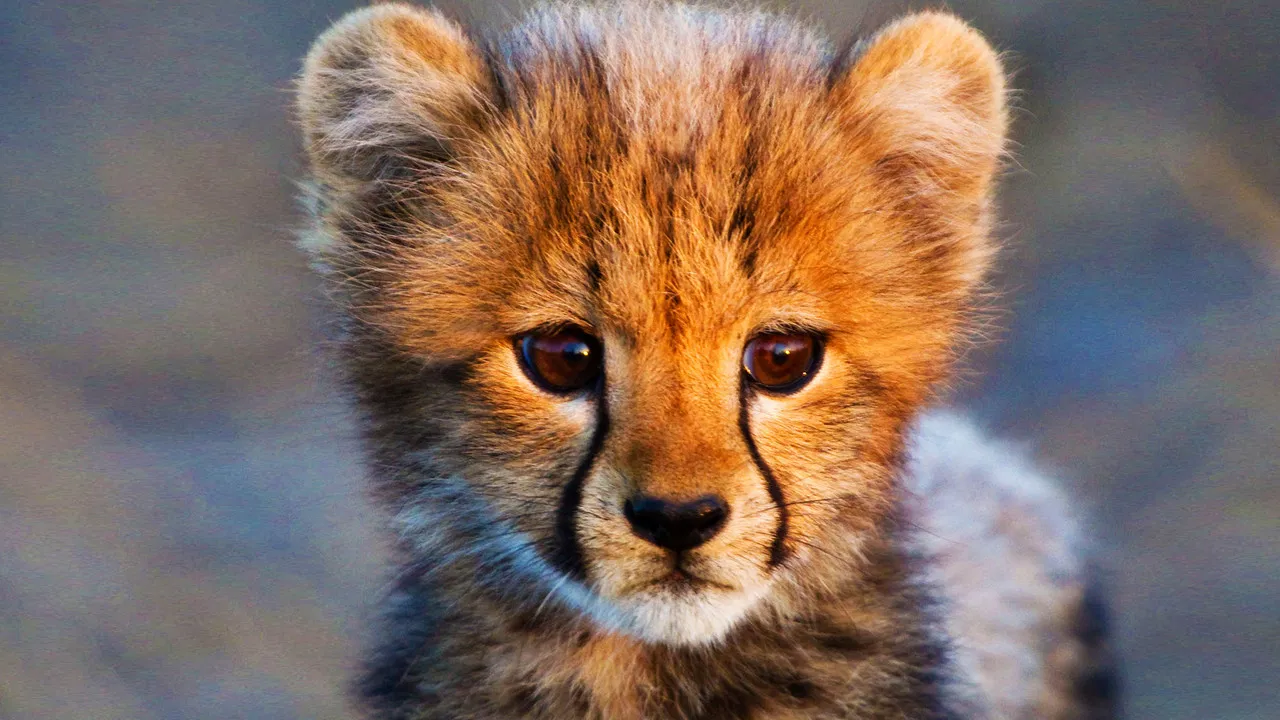 Animal Babies backdrop