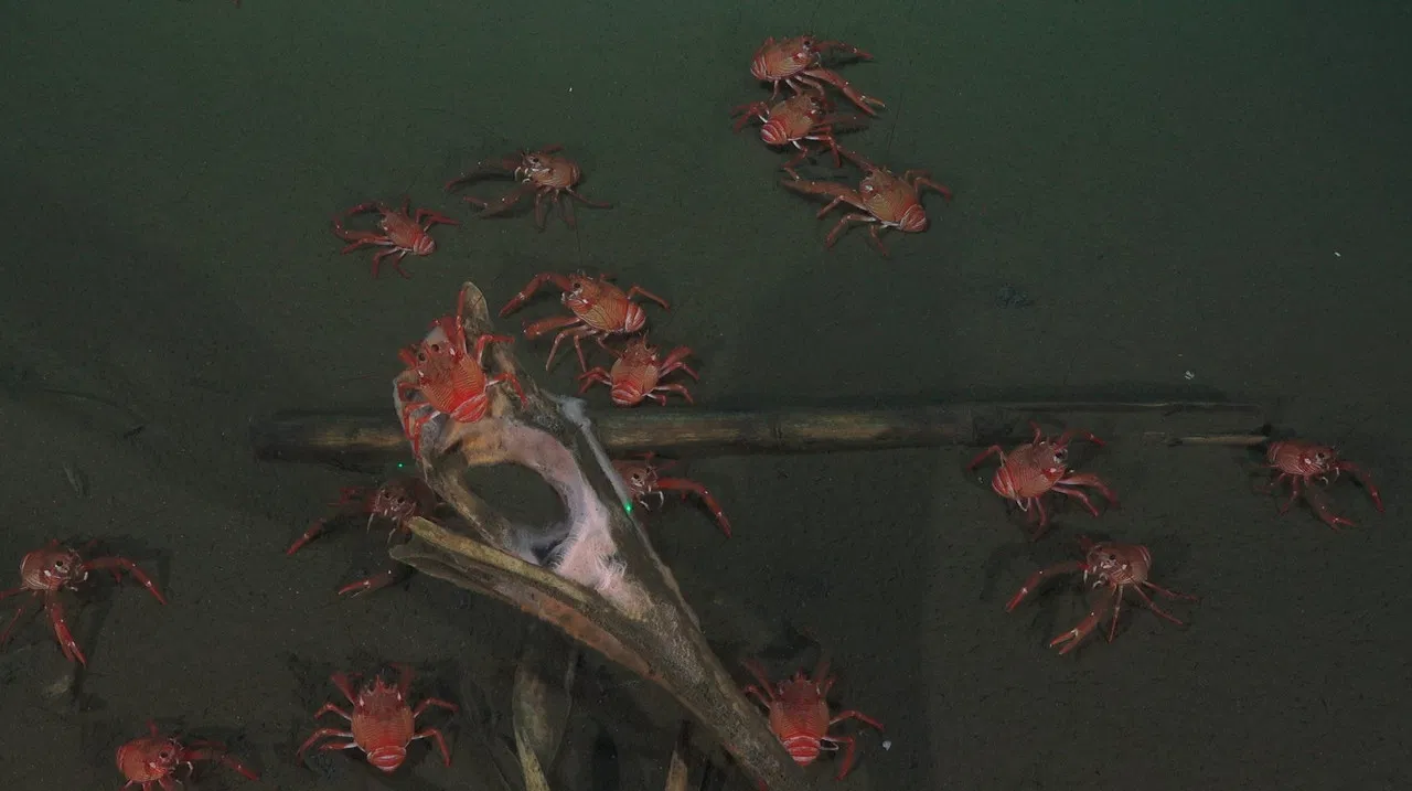 Aphotic Zone backdrop