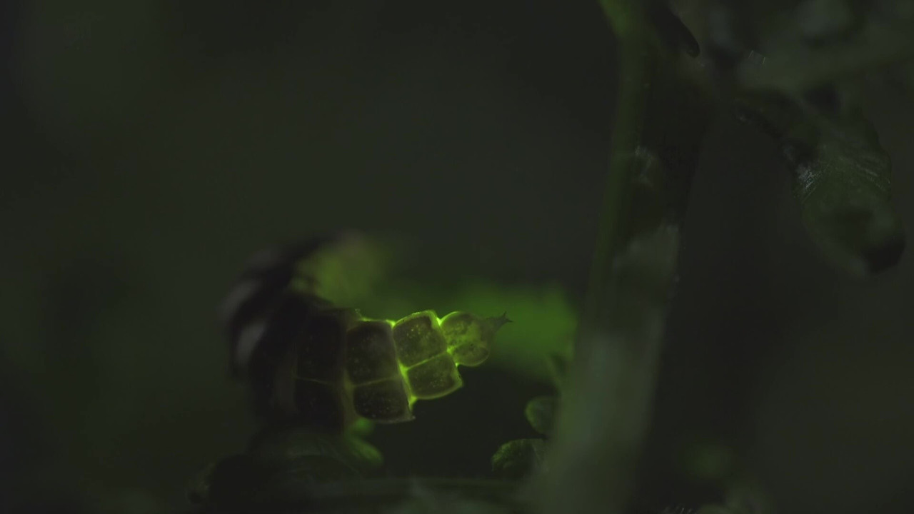 La Nuit des Animaux backdrop