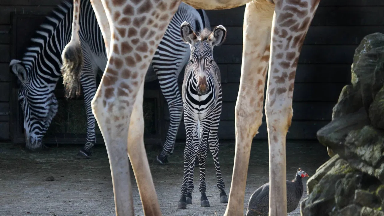 The New Artis backdrop