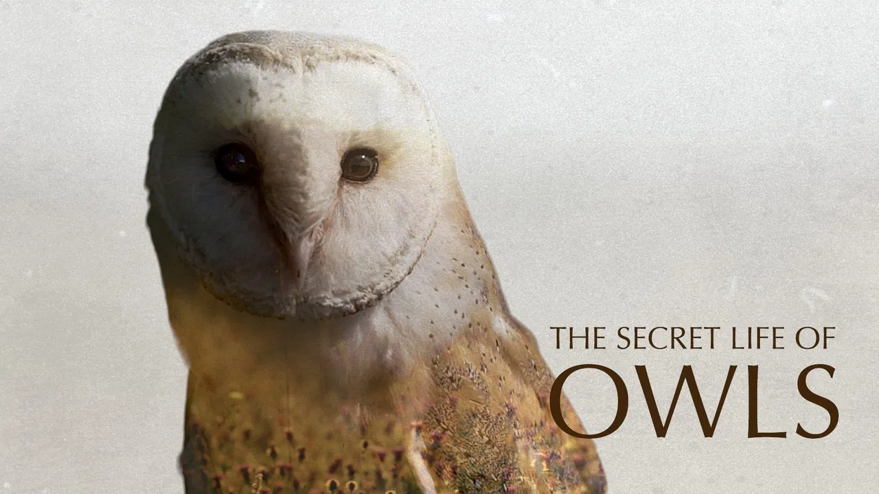 The Secret Life of Owls backdrop