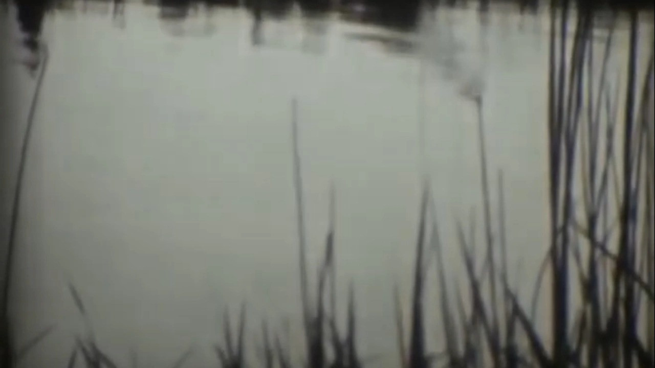 After the Flood backdrop