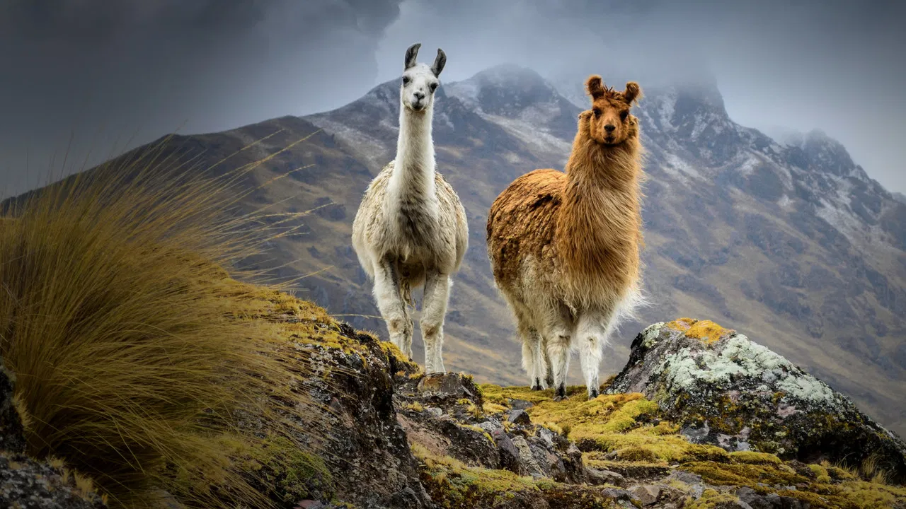 South America Untamed backdrop