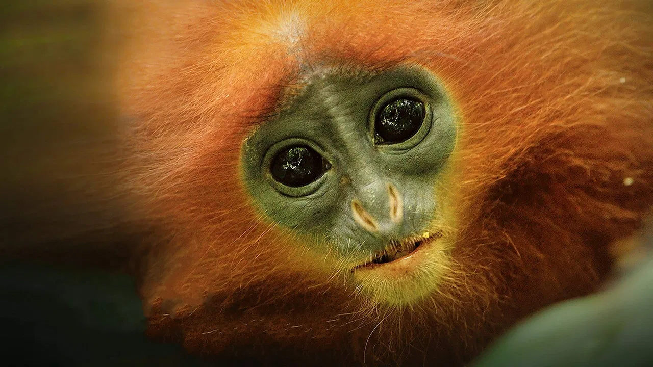 The Amazon of the East backdrop