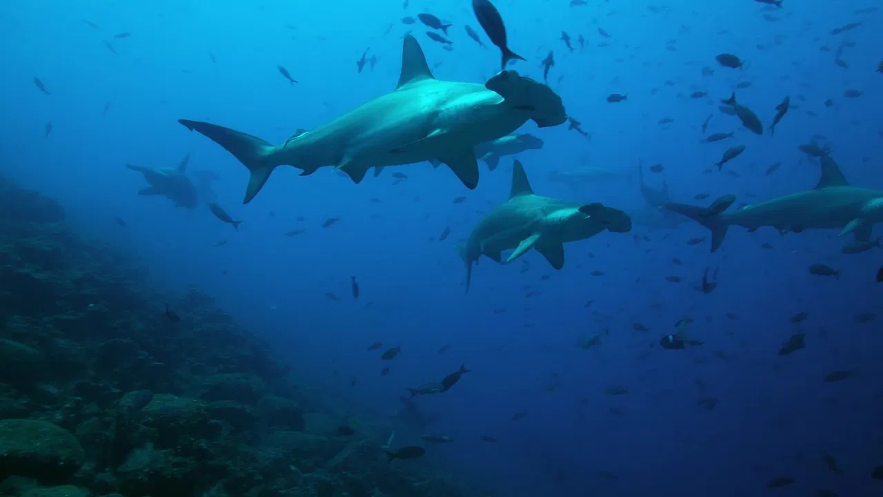 The Wild Pacific: The Beauty Of Life backdrop