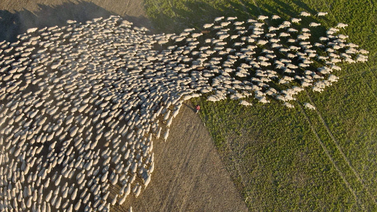 Wild & Wool backdrop