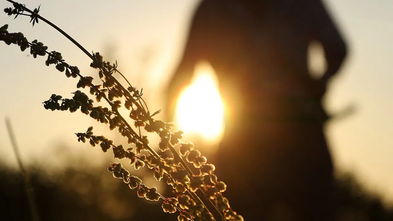 Garden of Eden backdrop