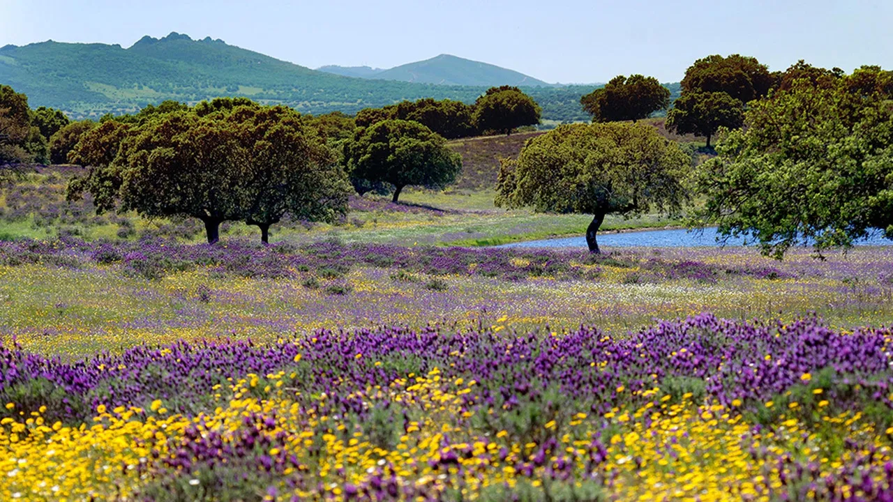 Wild Iberia backdrop