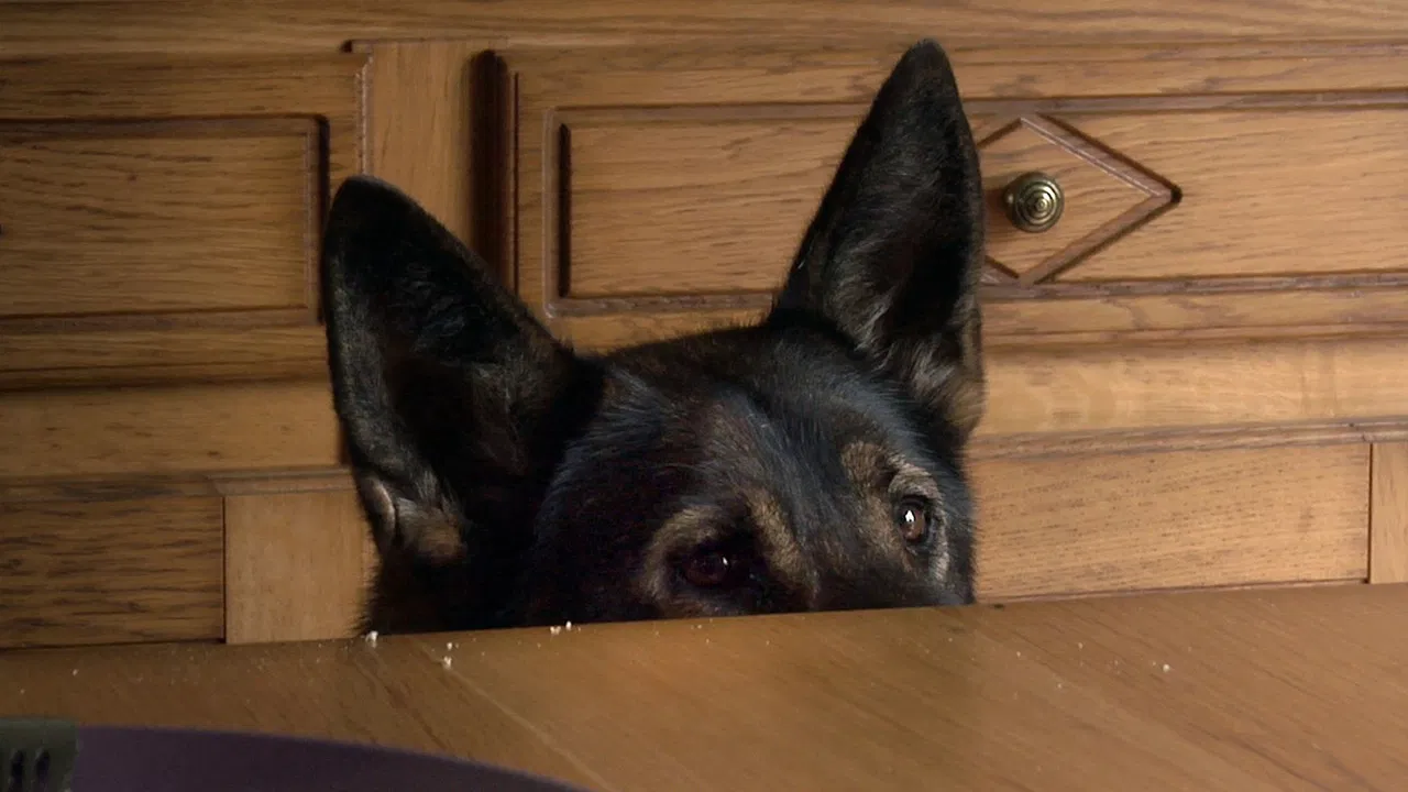 A Dog's Luck backdrop