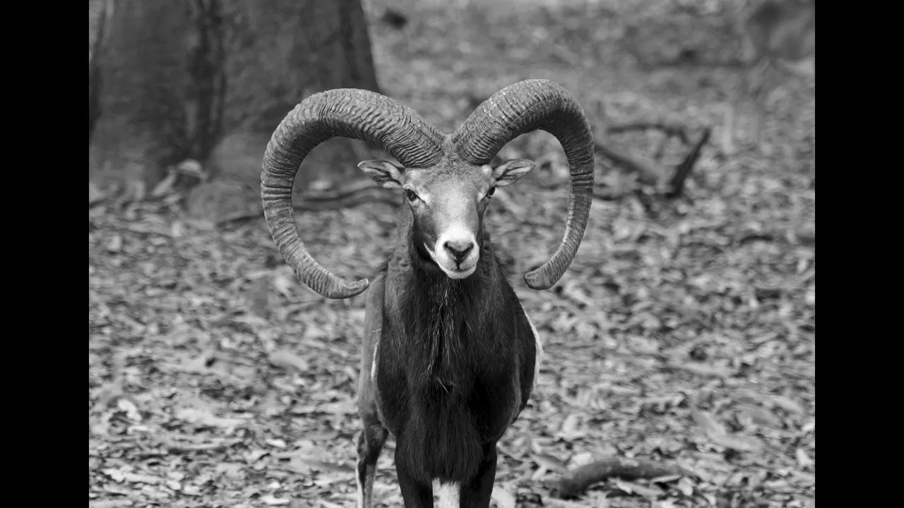 Muder´s in the zoo backdrop