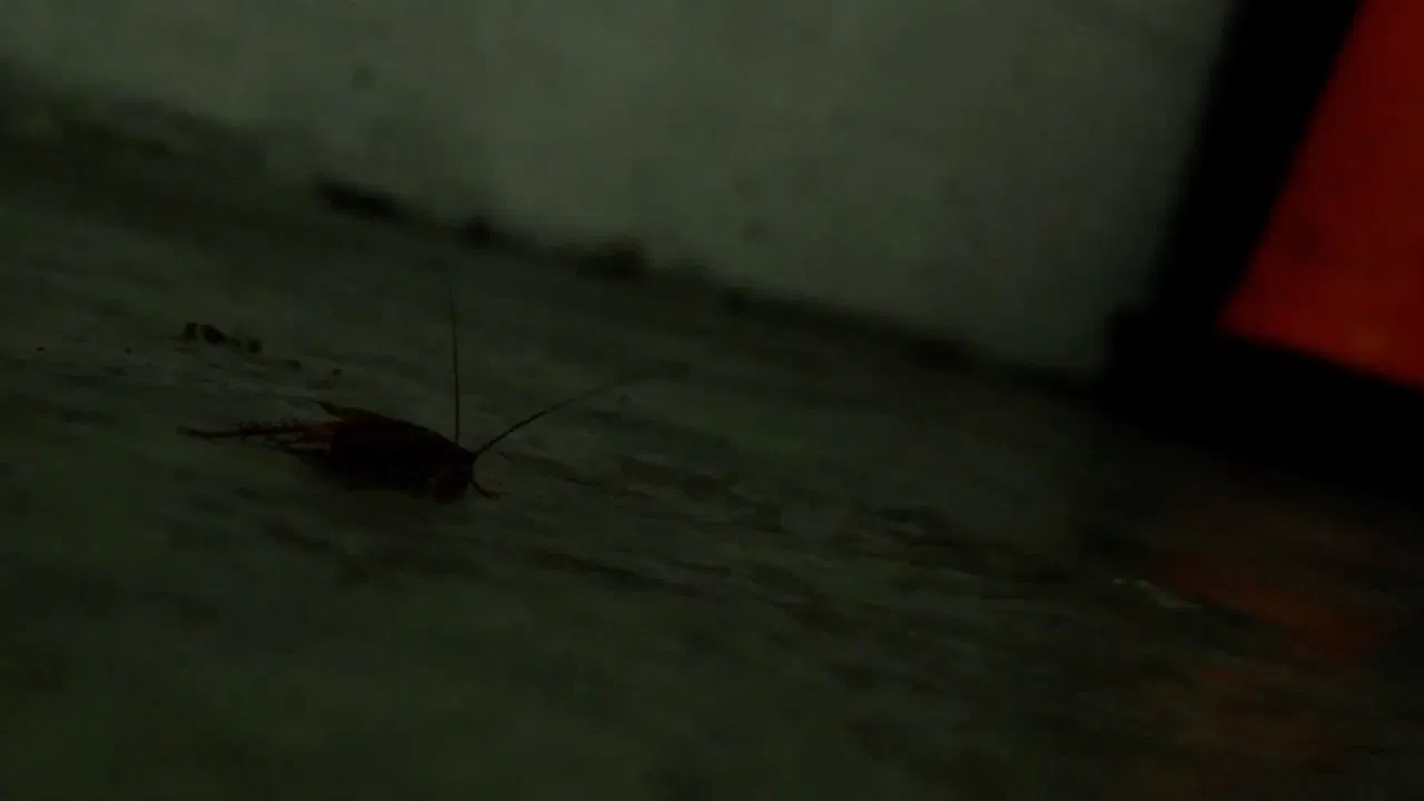 A Crazy Man backdrop