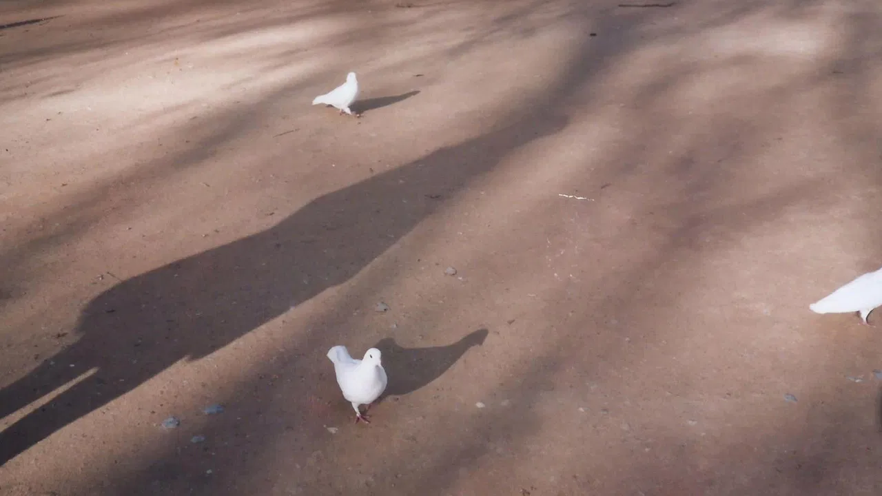 Um Adeus a Baco backdrop